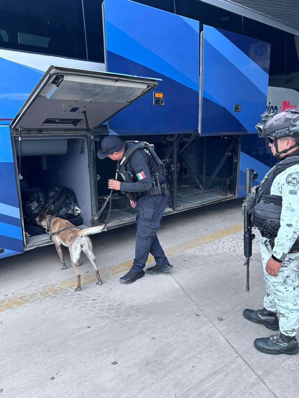 Destaca grupo K9 de la Policía Municipal con importantes golpes al crimen 