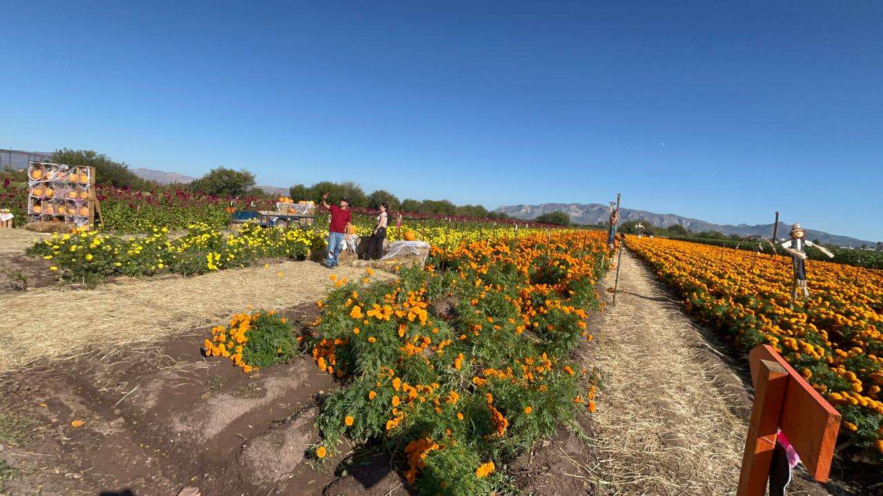 Consolidan campos de cempasúchil como atractivo turístico