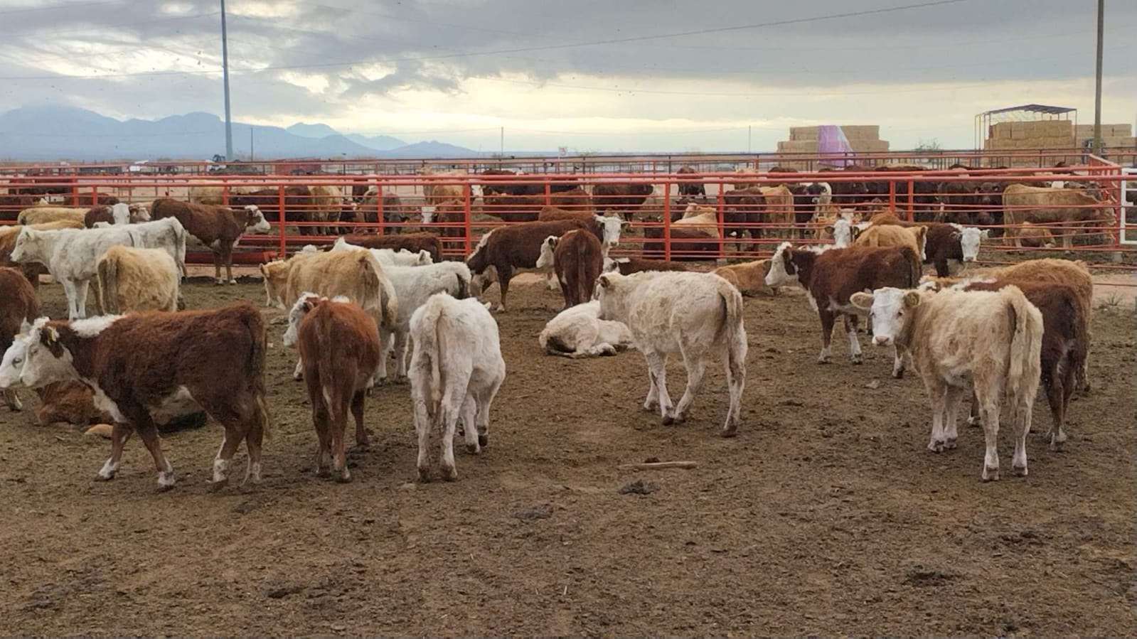 Avanza envío de ganado chihuahuense a EU; van más de 8 mil 
