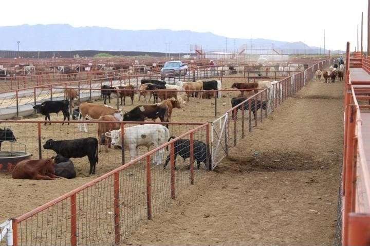 Avanza envío de ganado chihuahuense a EU; van más de 8 mil 