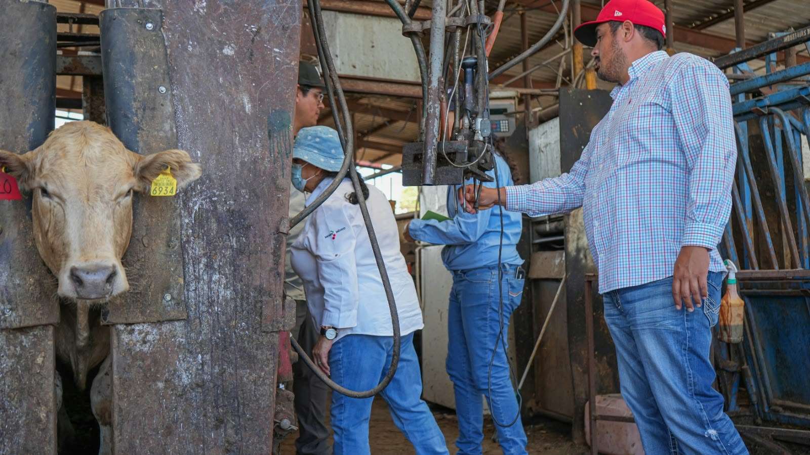 Mantiene Chihuahua el primer lugar nacional en incidencia de gusano barrenador