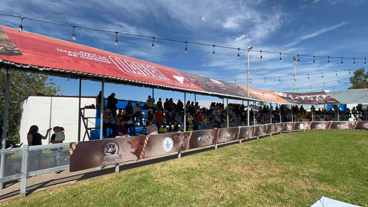 Organizan primera carrera de cerditos en Expogan