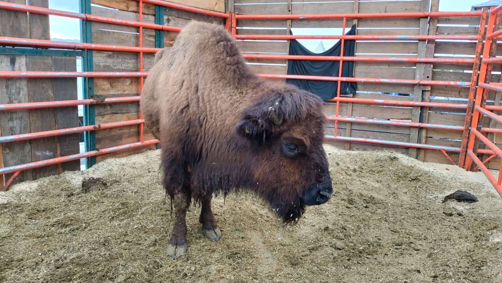 Protagonizan la exposición de EXPOGAN 2026, animales exóticos y ejemplares de diversas razas 