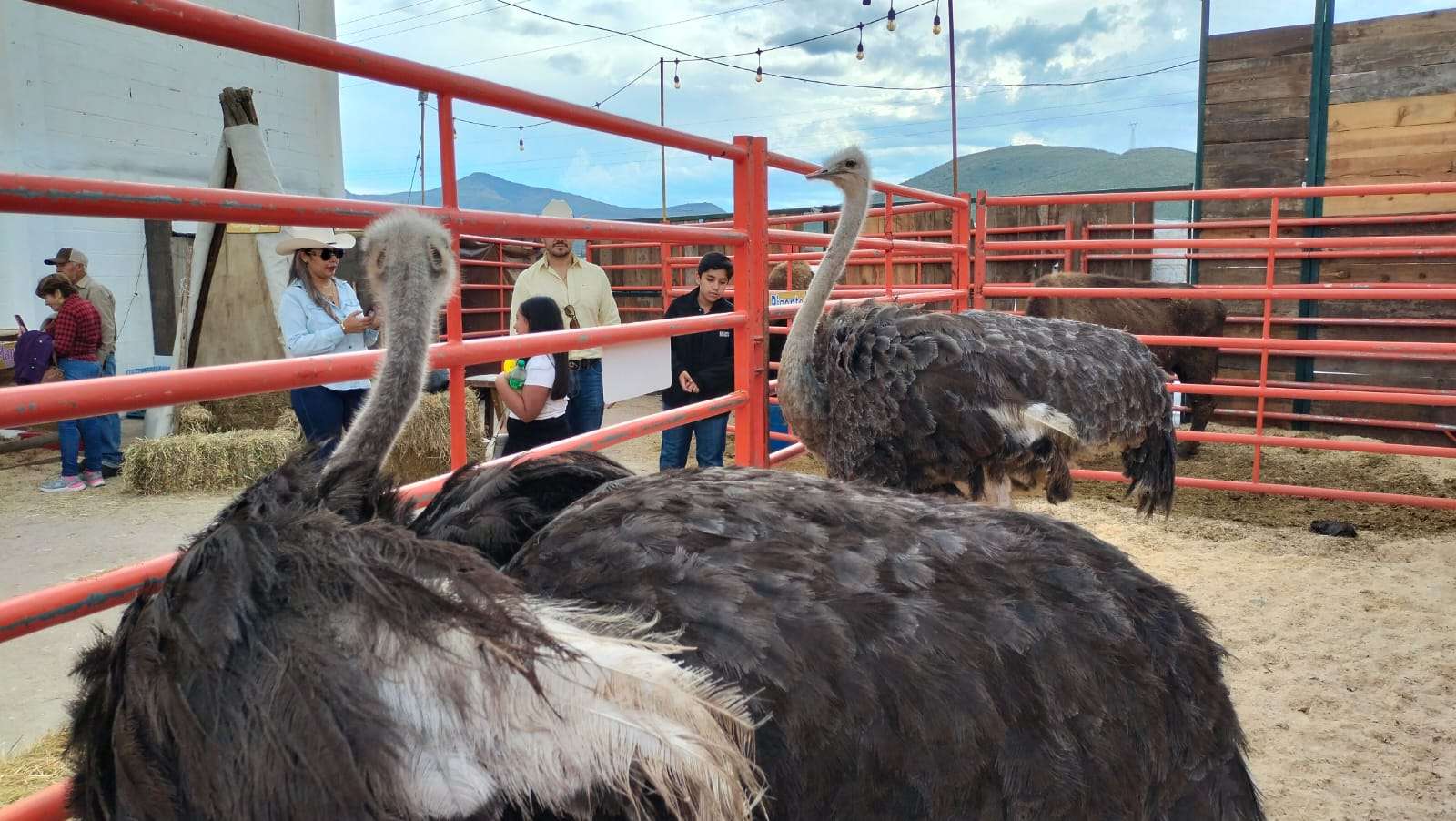 Protagonizan la exposición de EXPOGAN 2026, animales exóticos y ejemplares de diversas razas 
