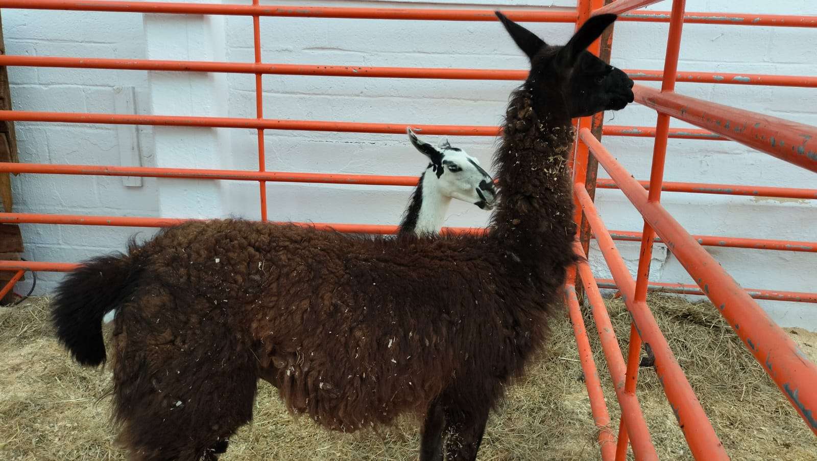 Protagonizan la exposición de EXPOGAN 2026, animales exóticos y ejemplares de diversas razas 