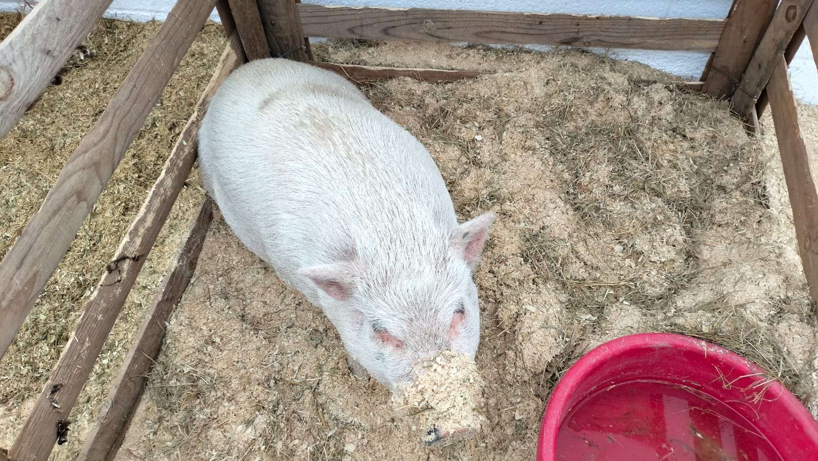 Protagonizan la exposición de EXPOGAN 2026, animales exóticos y ejemplares de diversas razas 