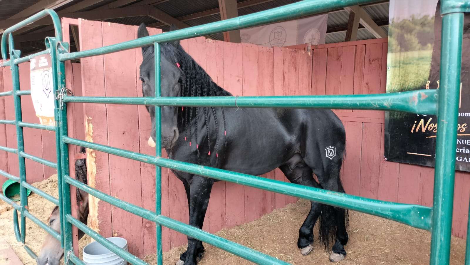 Protagonizan la exposición de EXPOGAN 2026, animales exóticos y ejemplares de diversas razas 