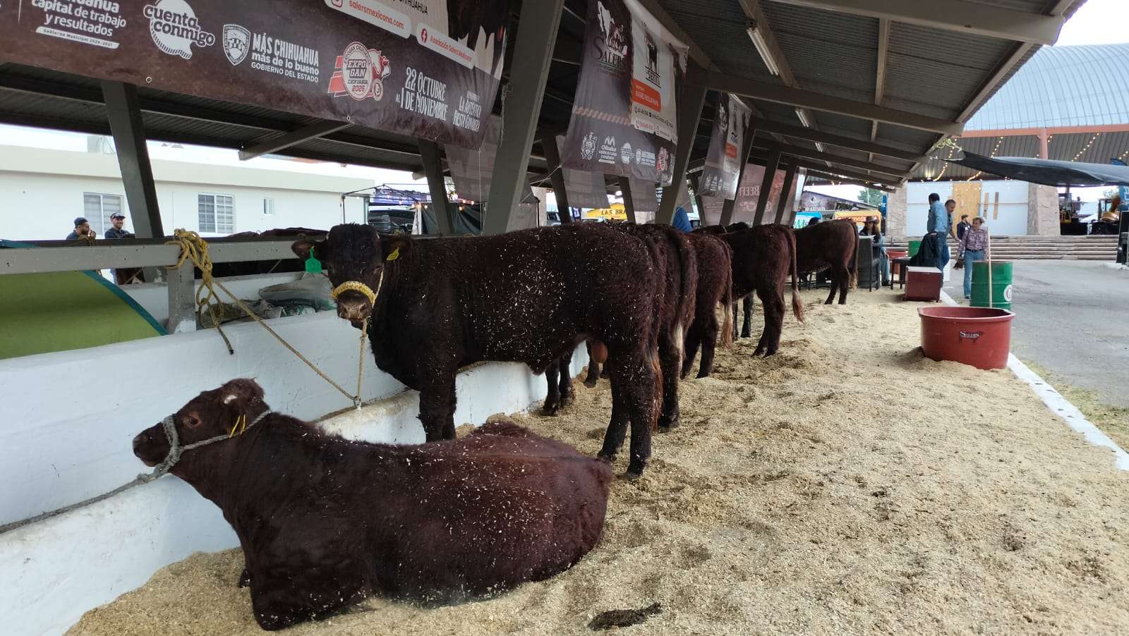 EXPOGAN 2026: tradición y diversión familiar