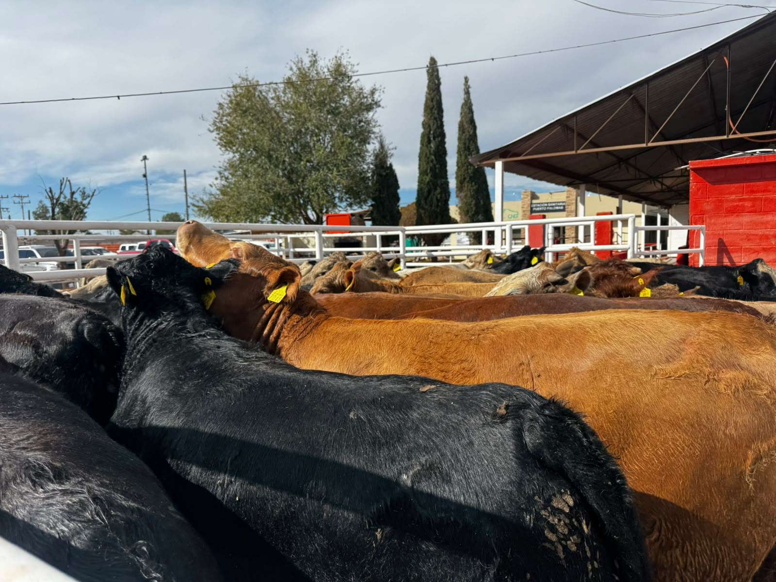 Reanudan exportación ganadera por Puerto Palomas