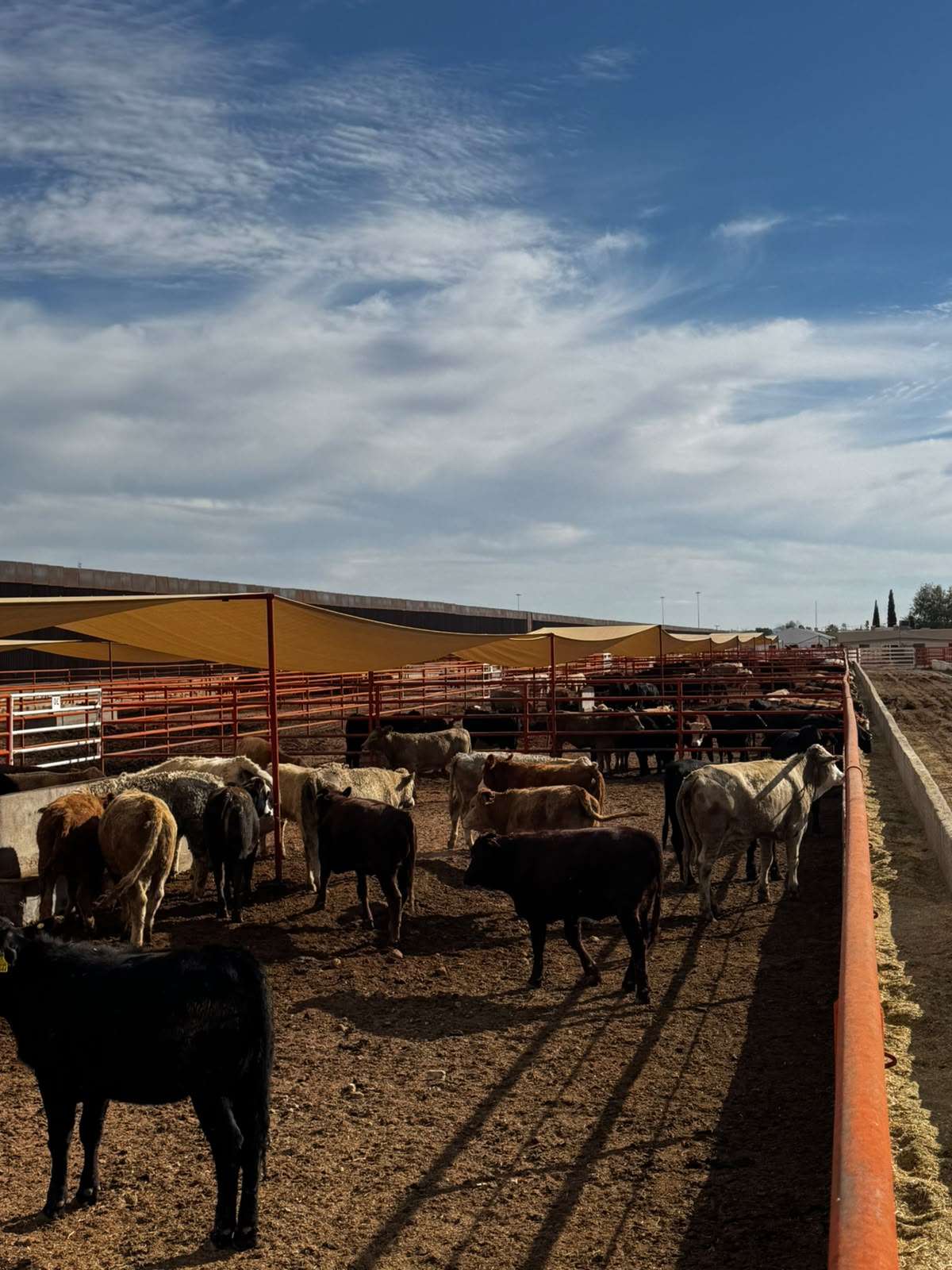Reanudan exportación ganadera por Puerto Palomas