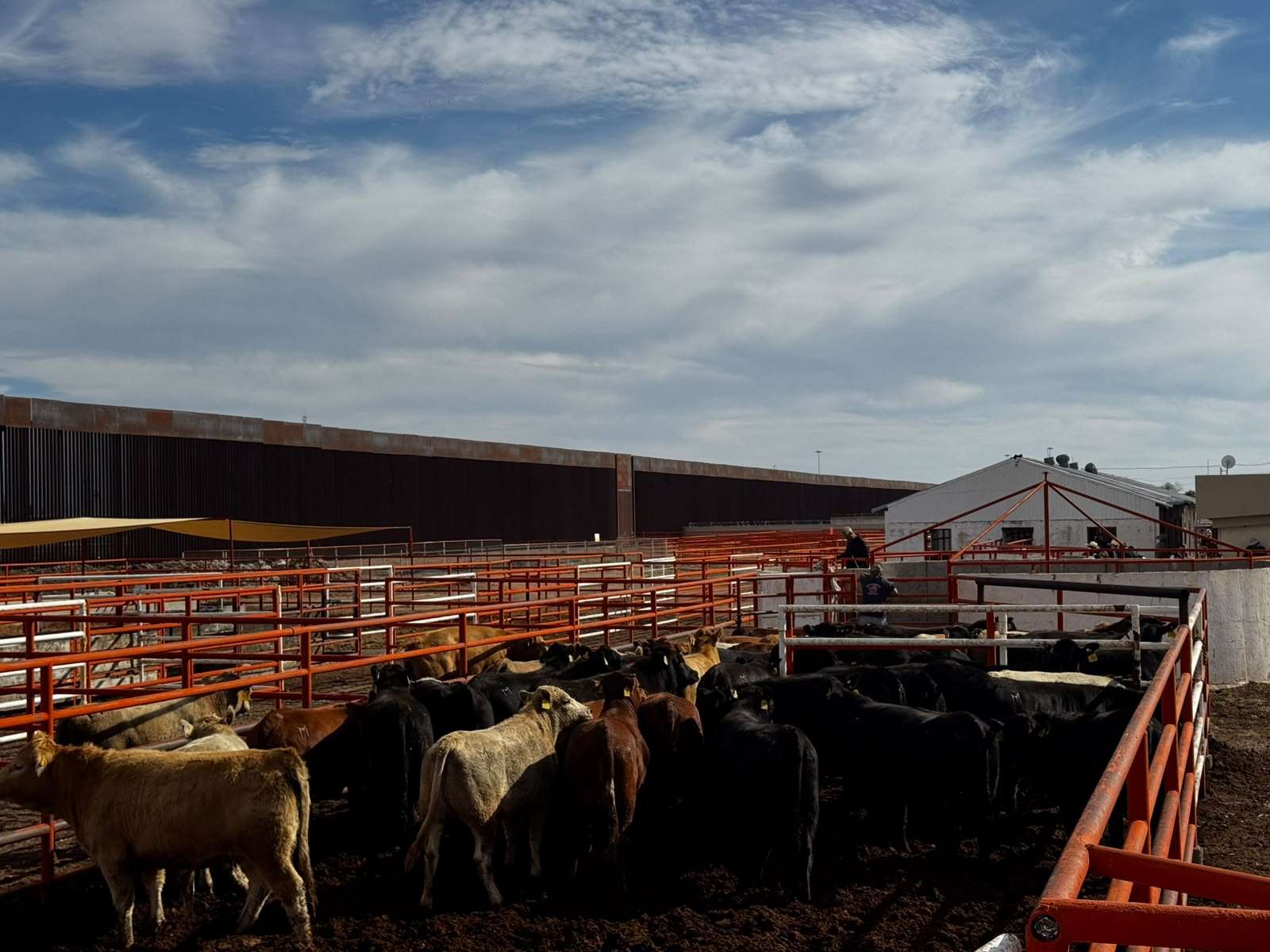 Reanudan exportación ganadera por Puerto Palomas