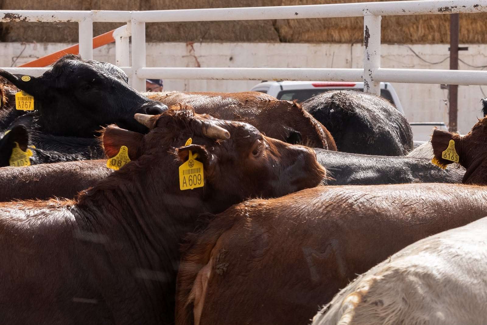 Reabre Chihuahua segundo puerto de exportación de ganado