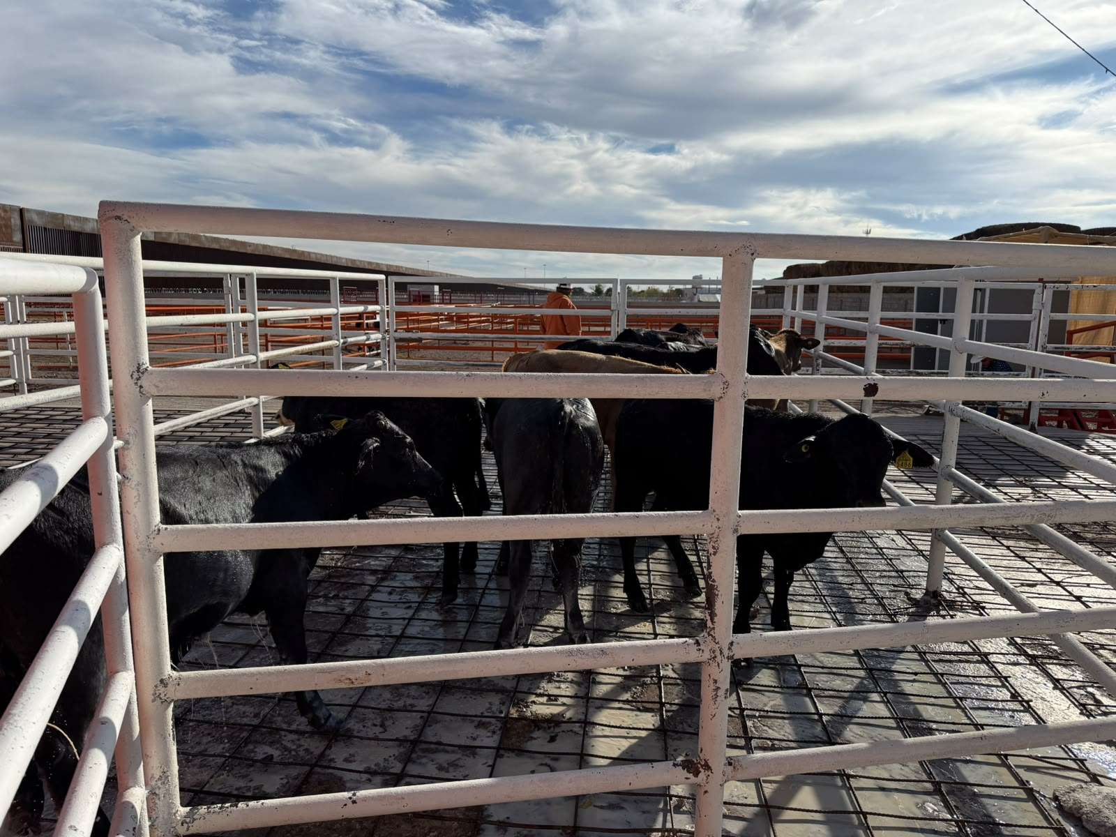 Reanudan exportación ganadera por Puerto Palomas