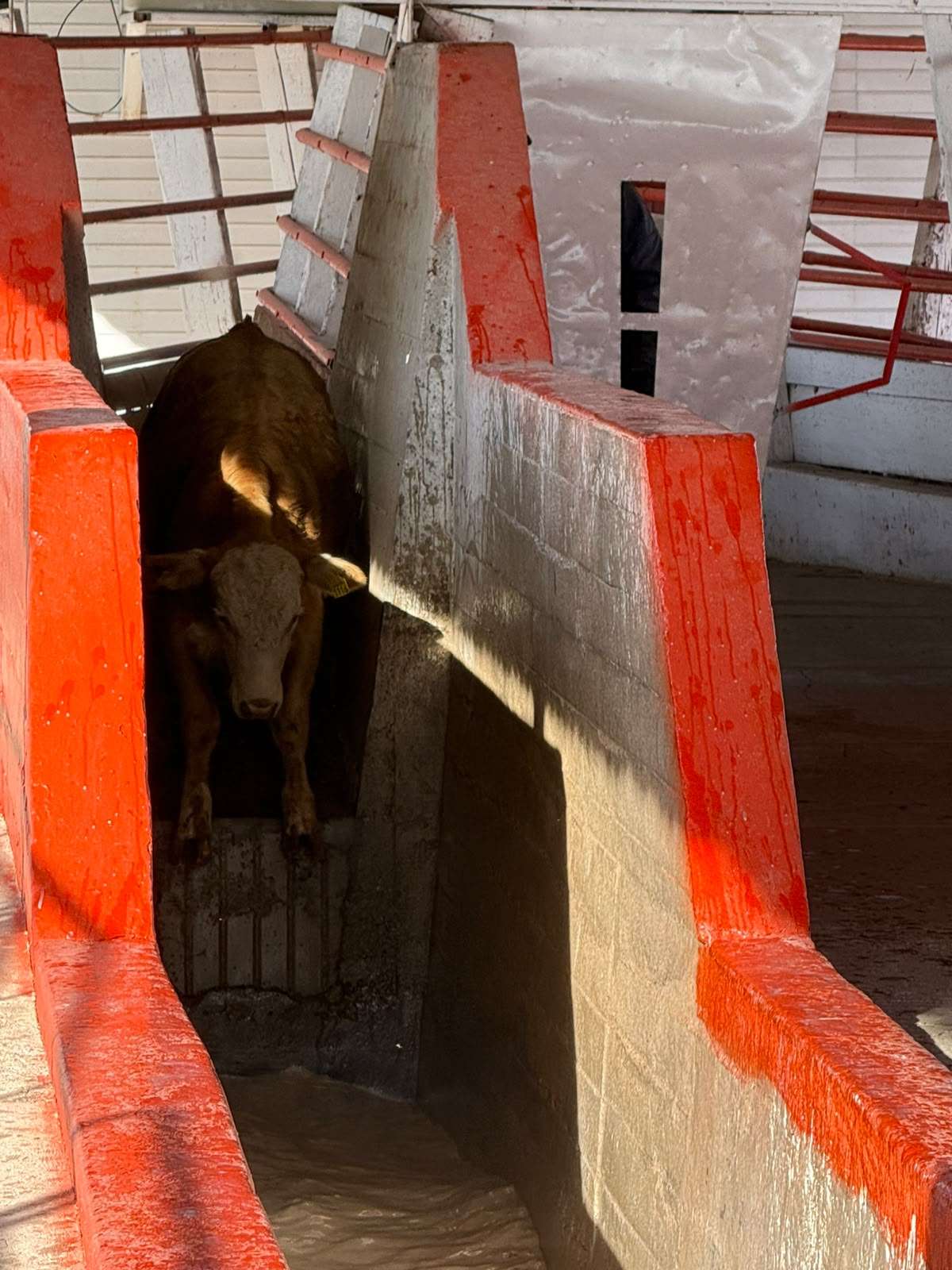 Reanudan exportación ganadera por Puerto Palomas