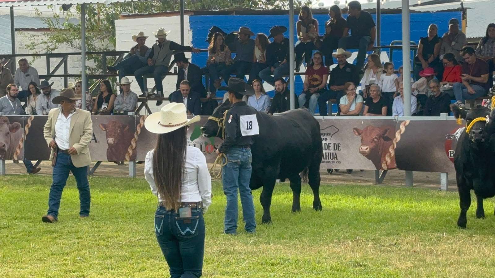 Realizan Anillo de Juzgamiento a razas del ganado en ExpoGan