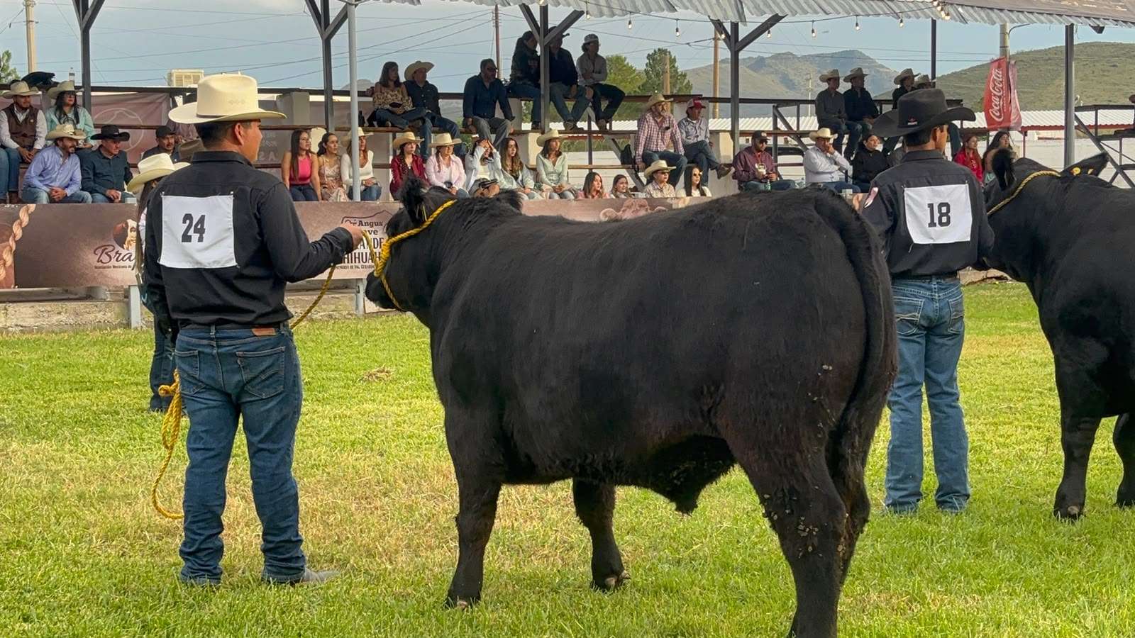 Realizan Anillo de Juzgamiento a razas del ganado en ExpoGan