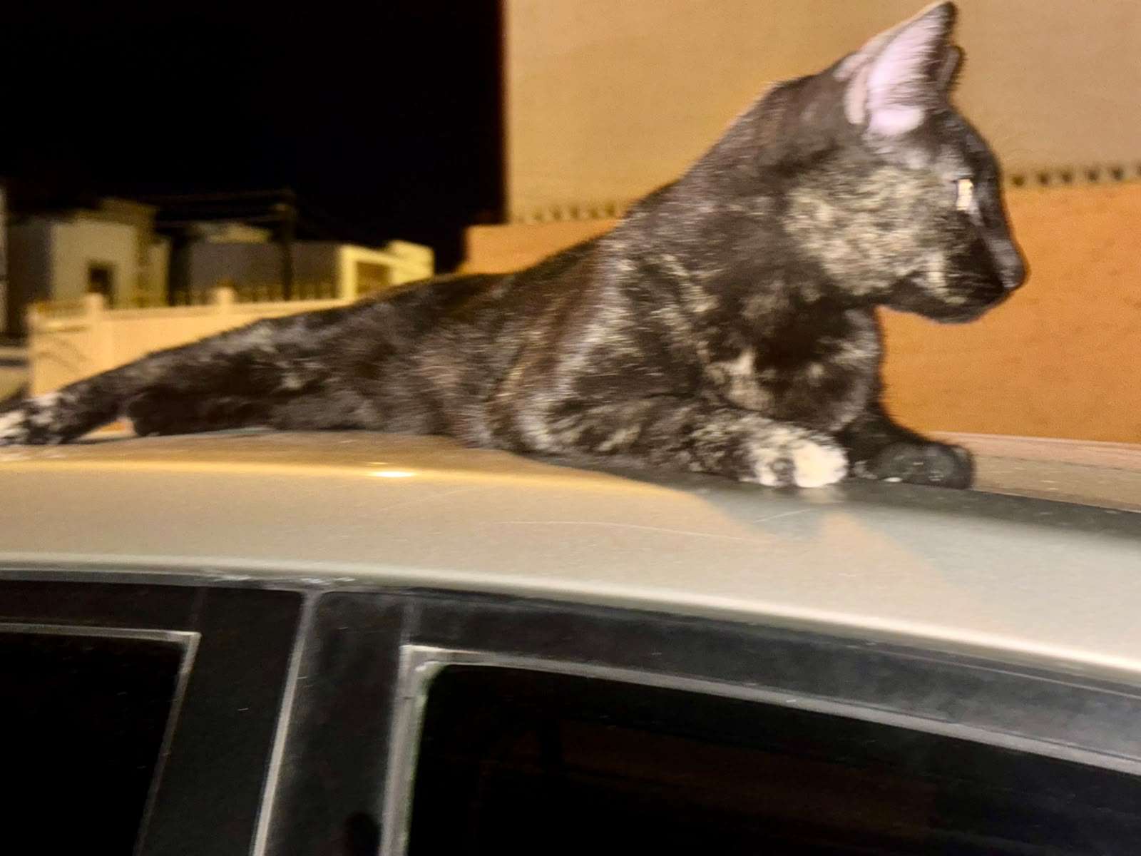 Conmemoran el 27 de octubre Día de Muertos de Mascotas