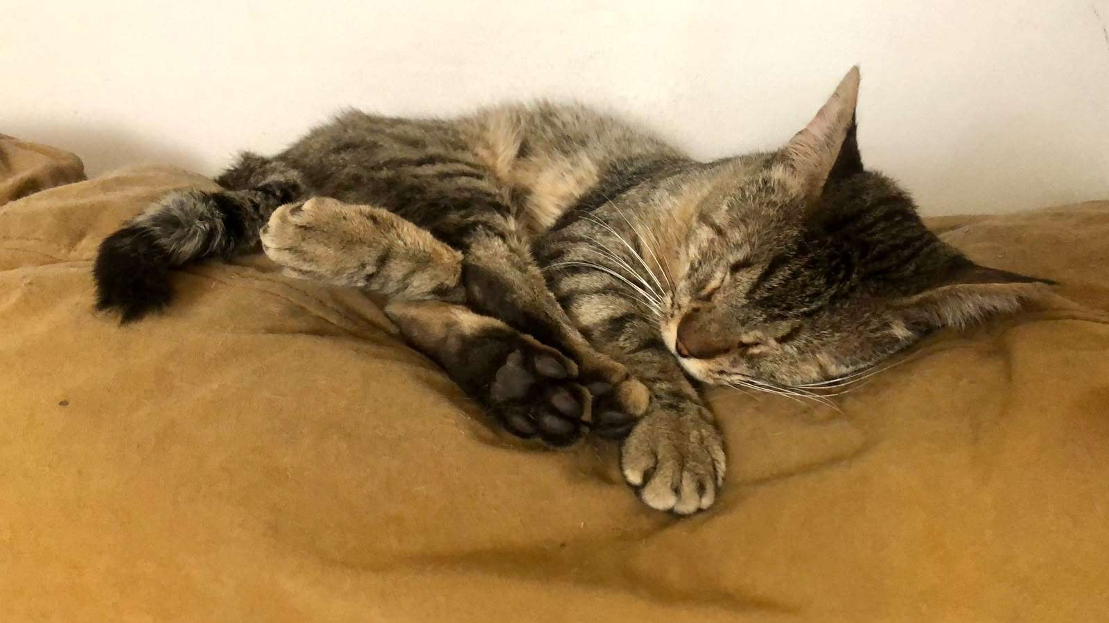 Conmemoran el 27 de octubre Día de Muertos de Mascotas