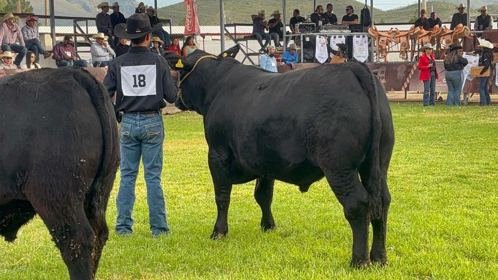 Realizan Anillo de Juzgamiento a razas del ganado en ExpoGan