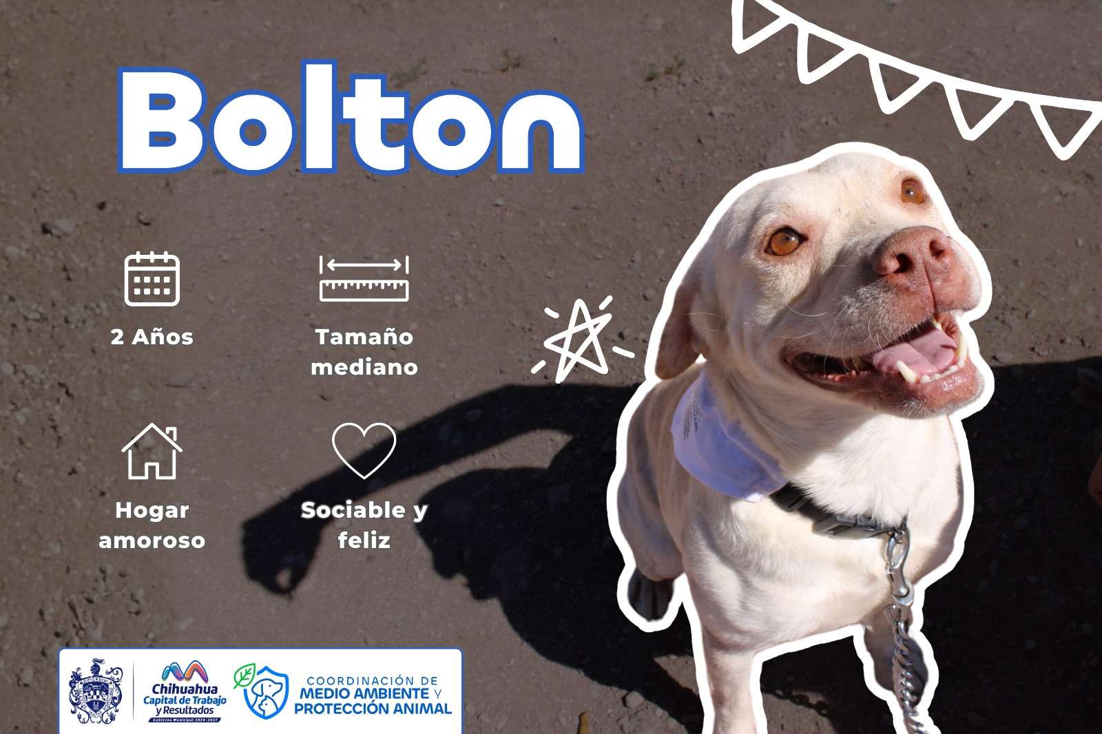 Prepara Municipio evento de adopción de perritos