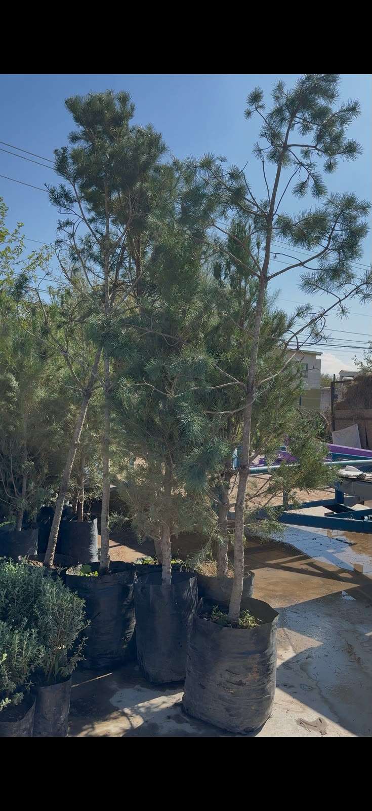 Llegan Mil 500 plantas al Parque Central; avanza rehabilitación
