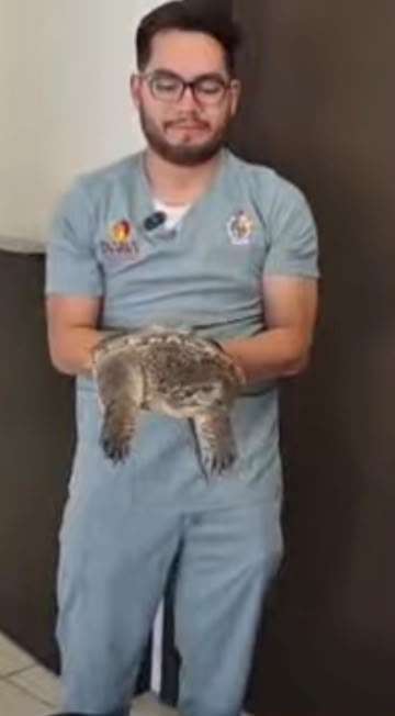 Sacan lluvias a reptiles de su hábitat en Juárez