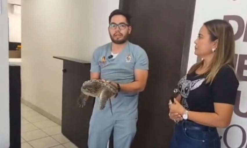 Sacan lluvias a reptiles de su hábitat en Juárez