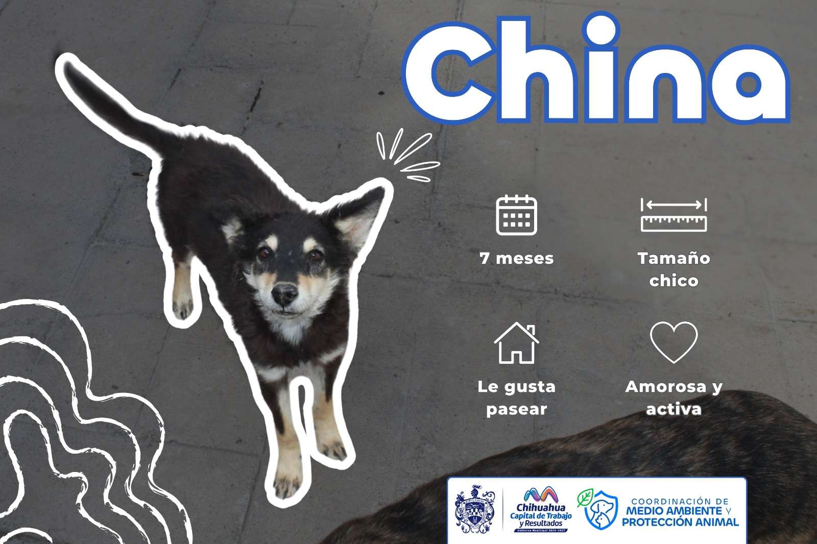 Prepara Municipio evento de adopción de perritos