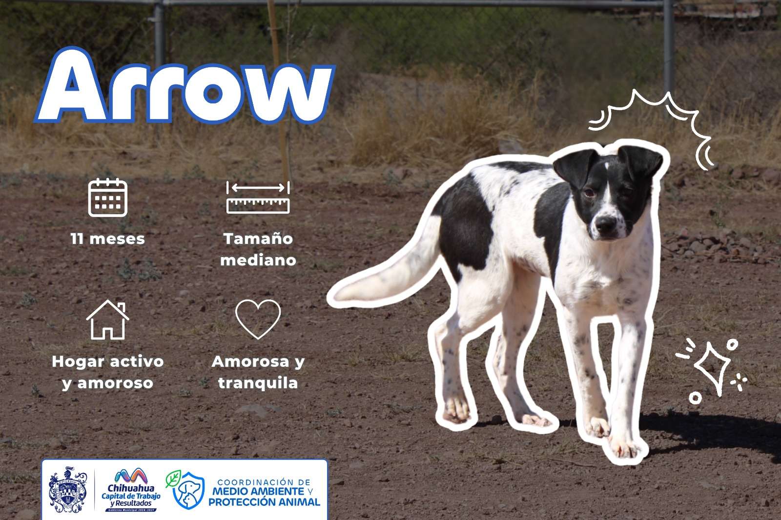 Prepara Municipio evento de adopción de perritos