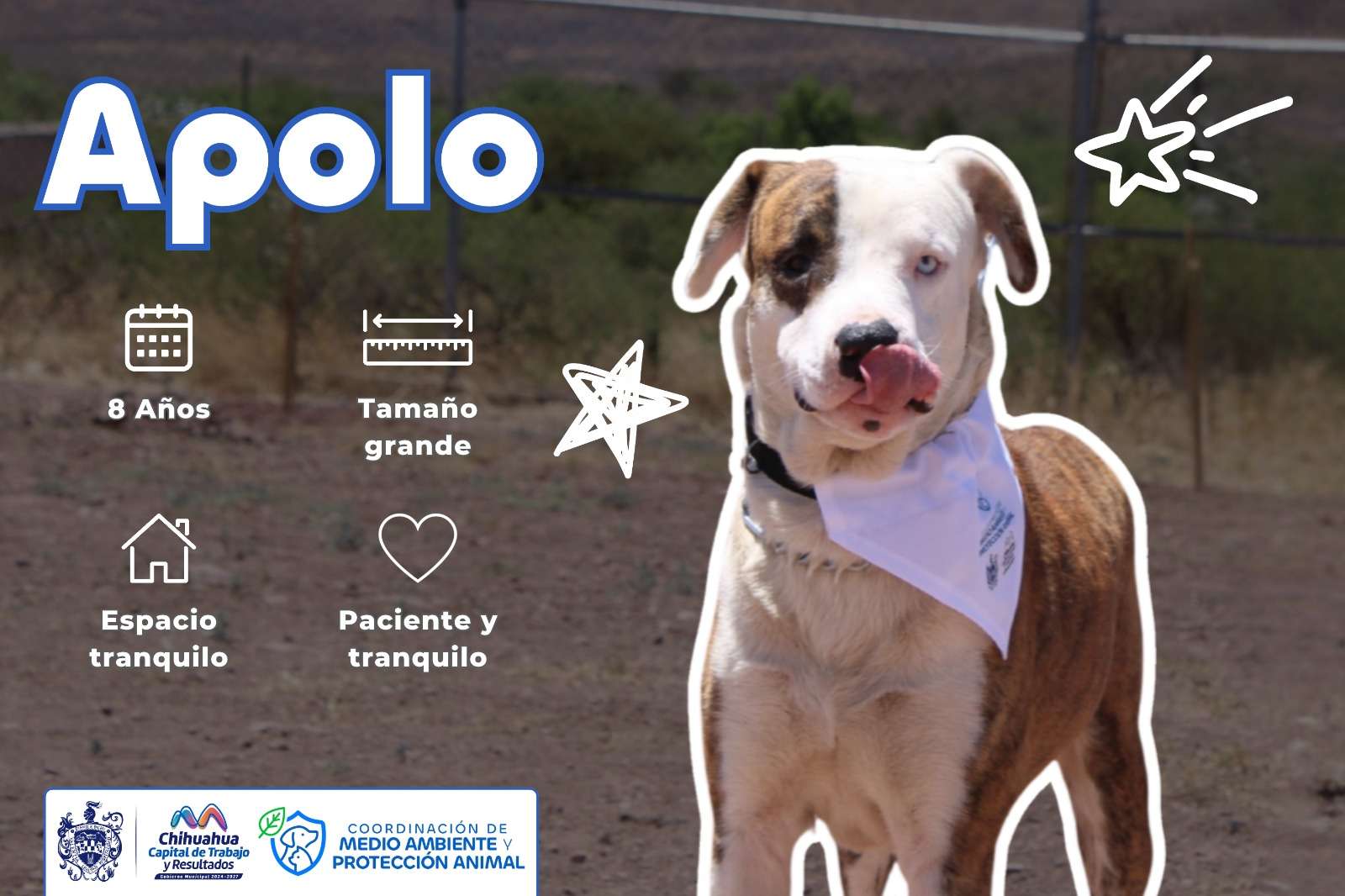 Prepara Municipio evento de adopción de perritos