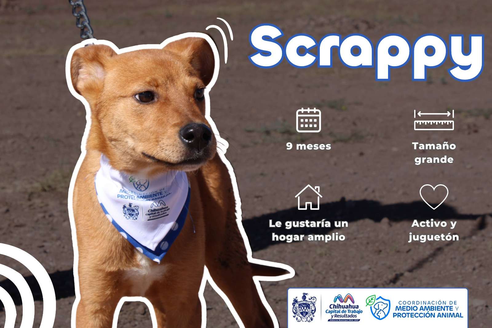 Prepara Municipio evento de adopción de perritos