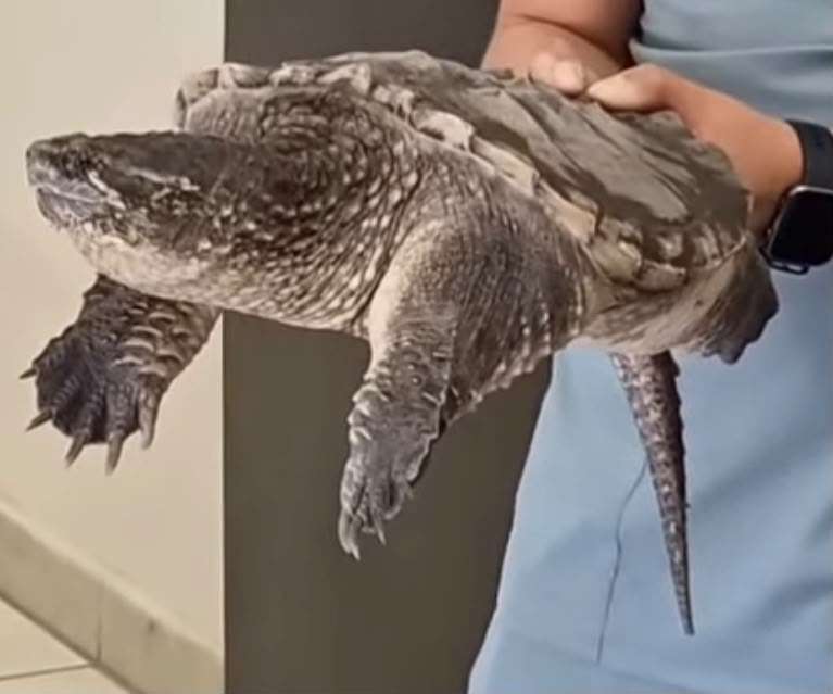 Sacan lluvias a reptiles de su hábitat en Juárez