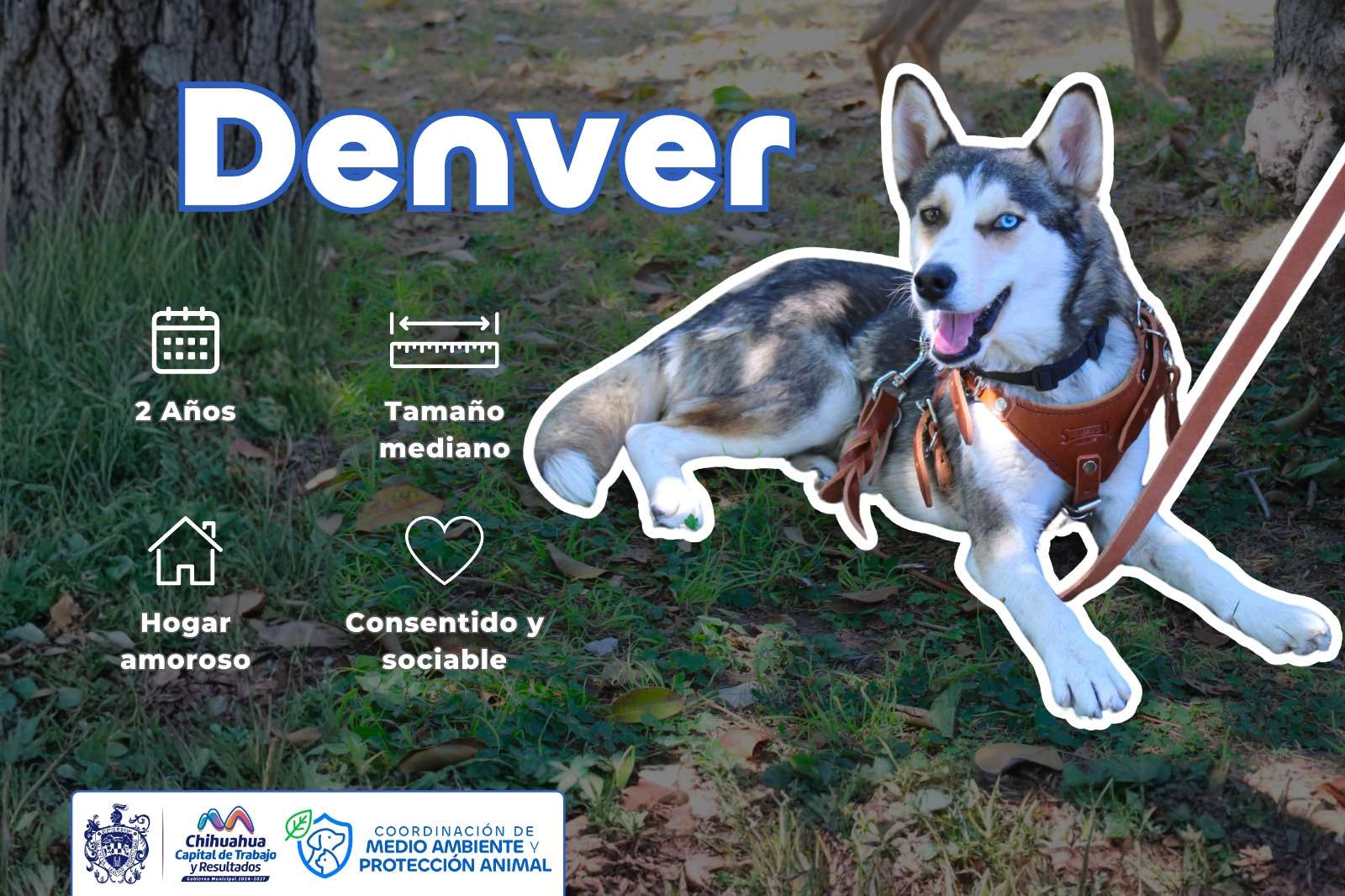 Prepara Municipio evento de adopción de perritos