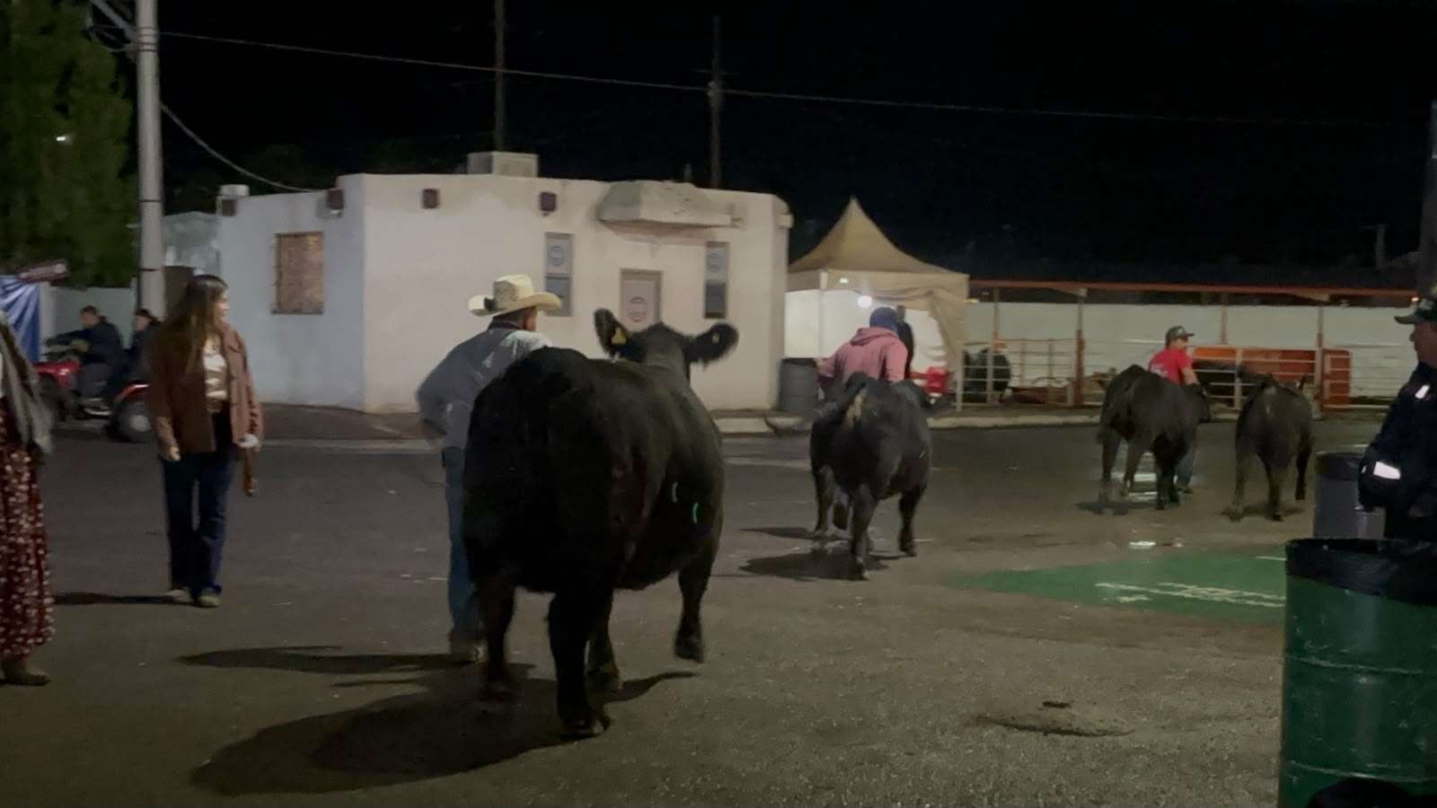 Realizan Anillo de Juzgamiento a razas de ganado en Expogan