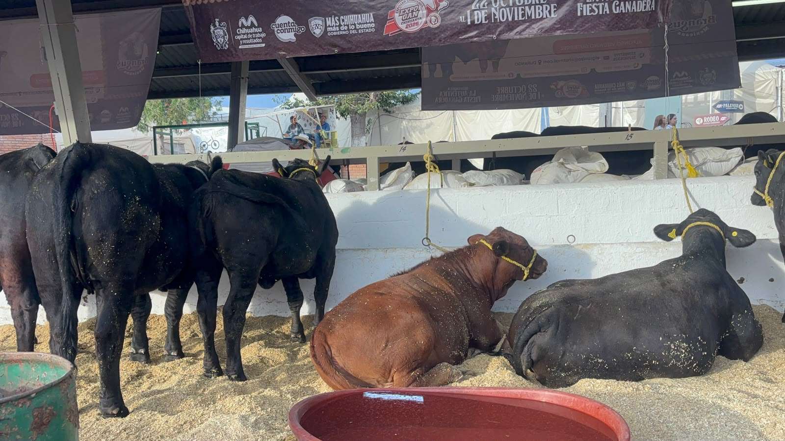 Realizan Anillo de Juzgamiento a razas de ganado en Expogan