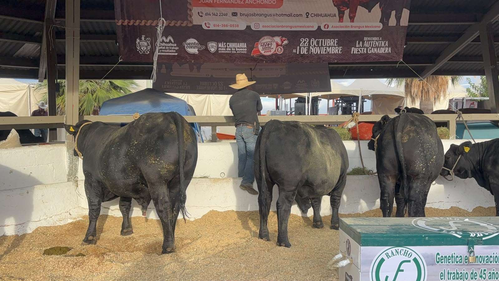 Realizan Anillo de Juzgamiento a razas de ganado en Expogan