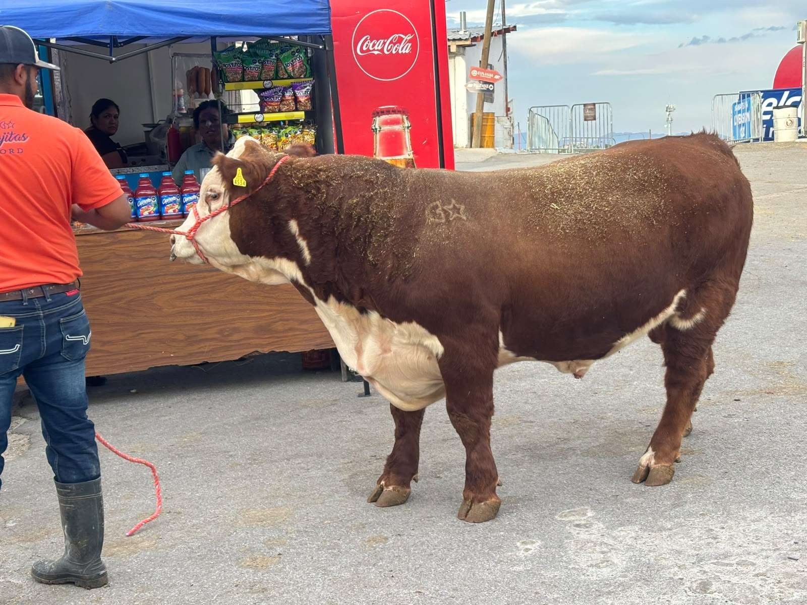 Realizan Anillo de Juzgamiento a razas de ganado en Expogan
