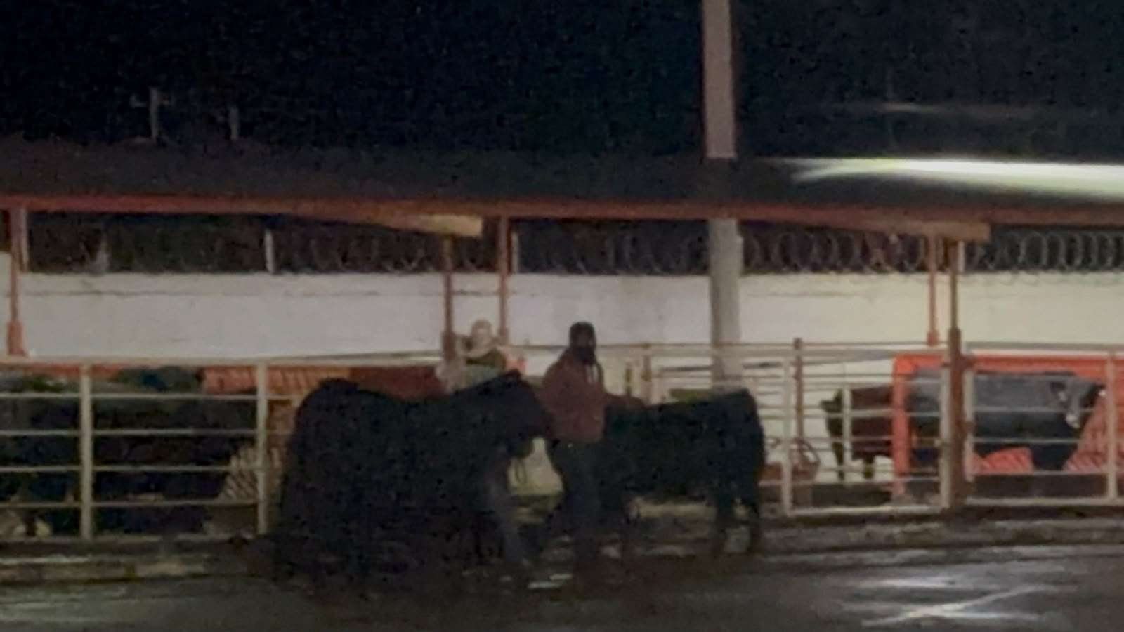 Realizan Anillo de Juzgamiento a razas de ganado en Expogan