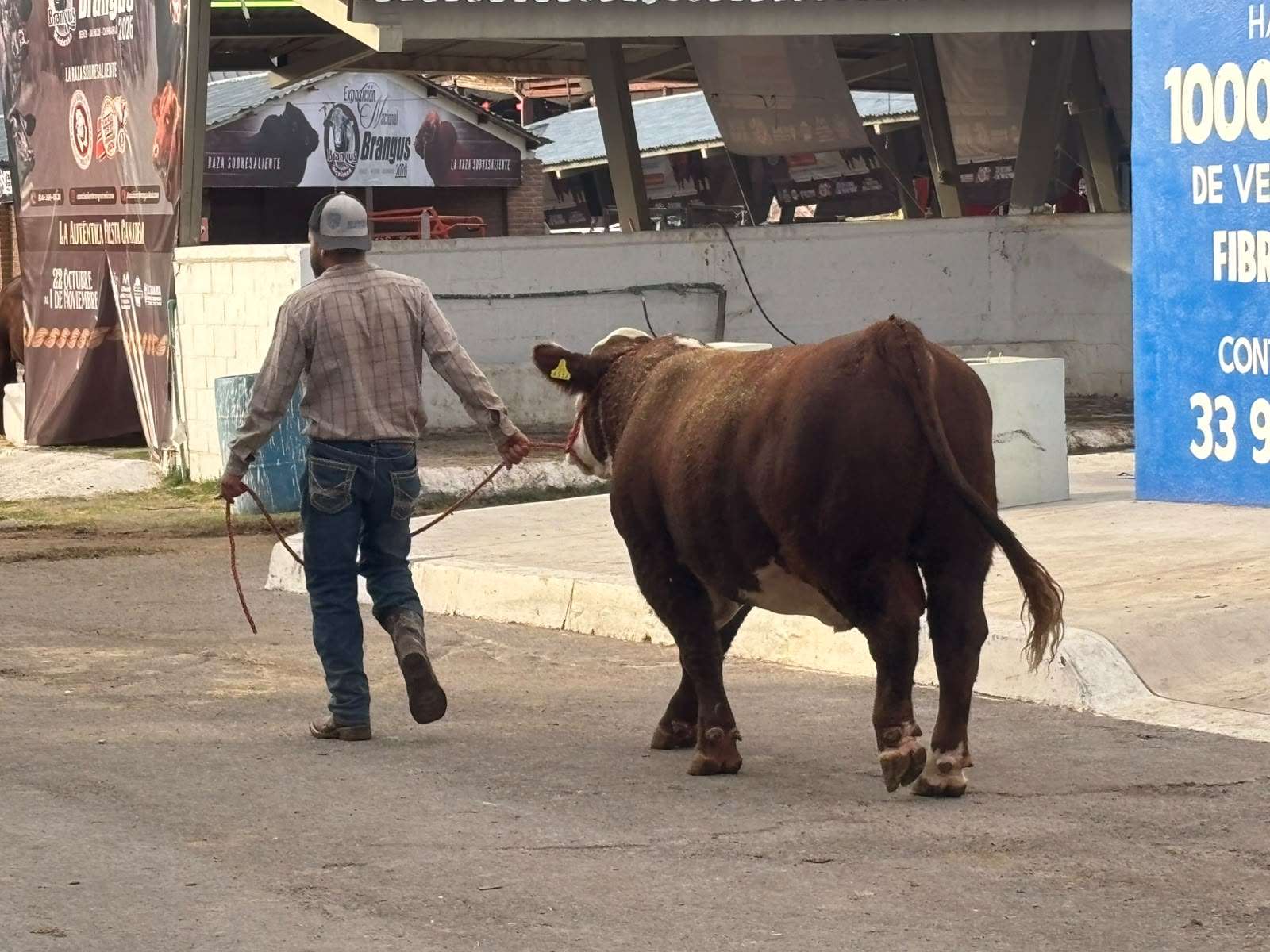 Realizan Anillo de Juzgamiento a razas de ganado en Expogan