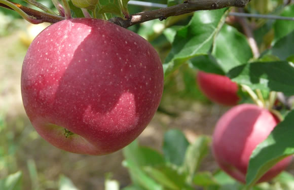 La de manzanas con valor de 1.9 mdp