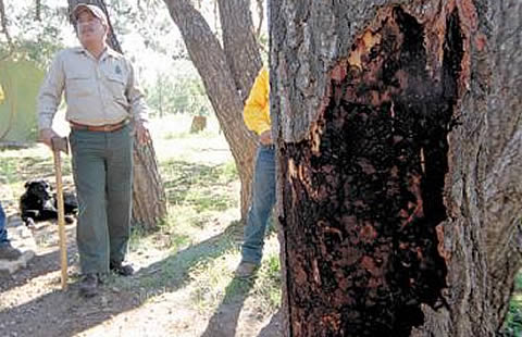 Detectan nuevo brote de insectos descortezadores, ahora en Madera: Conafor