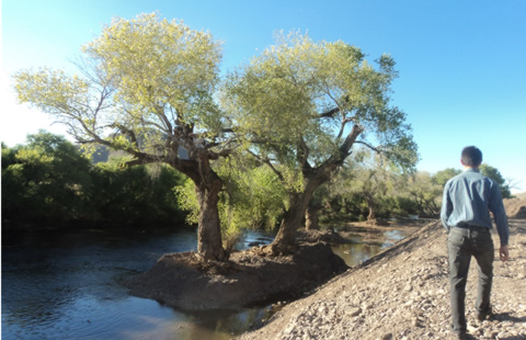 Reinicia Conagua limpieza y desazolve del río Casas Grandes | La Opción de  Chihuahua