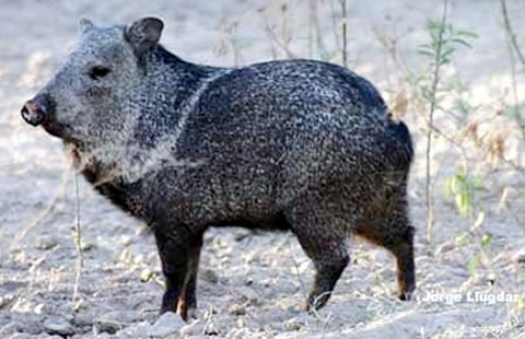Pecarí de collar