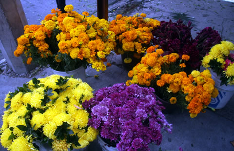 La venta de flores el Día de Muertos será regulada por la Profeco | La  Opción de Chihuahua