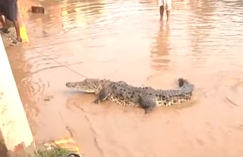 Tras inundaciones aparece cocodrilo en calles de Acapulco | La Opción de  Chihuahua