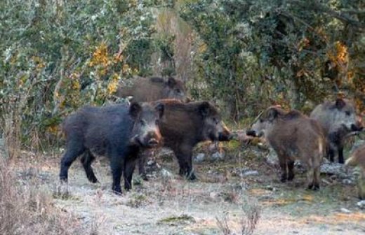 Inicia el programa Control del Jabalí Europeo