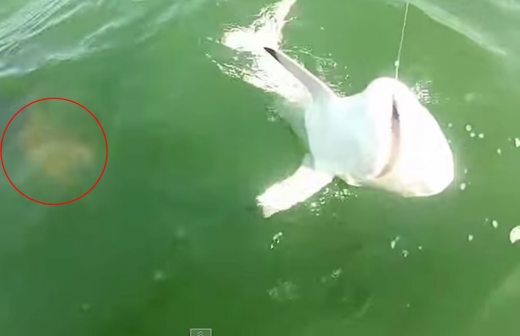 Video: pescan tiburón y se lo devora pez gigante
