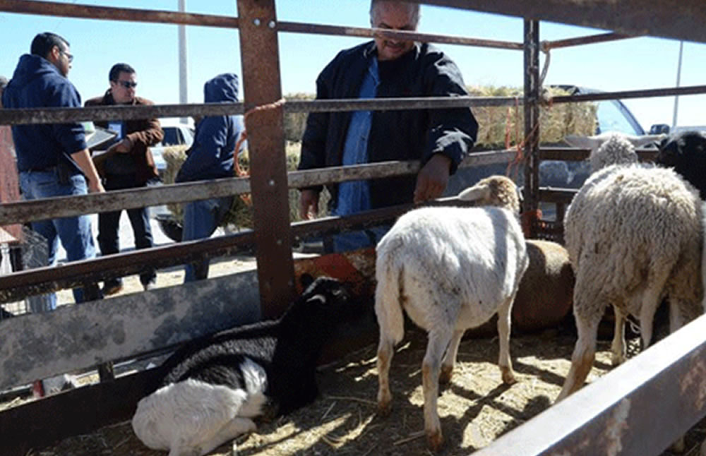 Animales asegurados