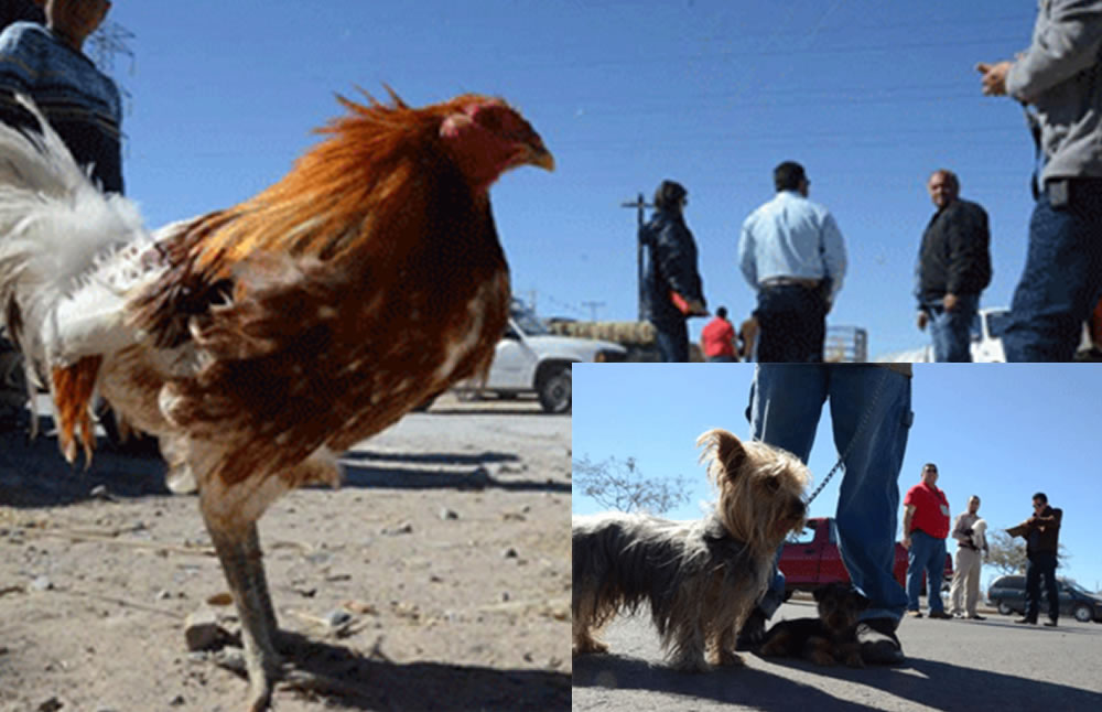 Siete de ellos son perros