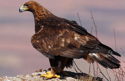 Establecen al 13 de febrero como el Día Nacional del Águila Real | La  Opción de Chihuahua